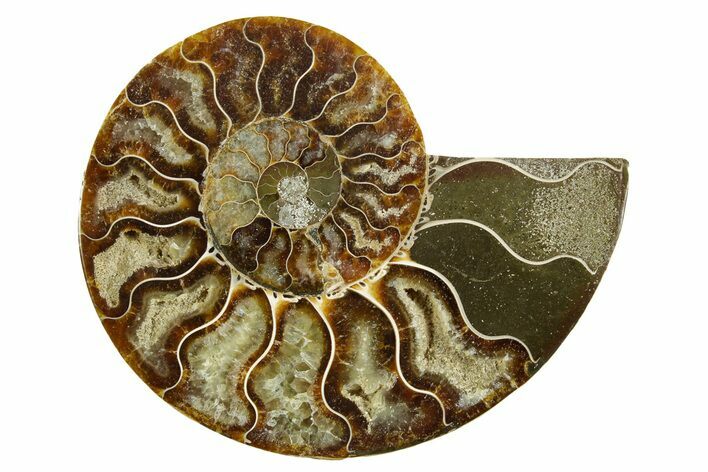 Cut & Polished Ammonite Fossil (Half) - Madagascar #364861